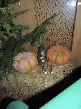 Hirschen In Hotel Wilderswil